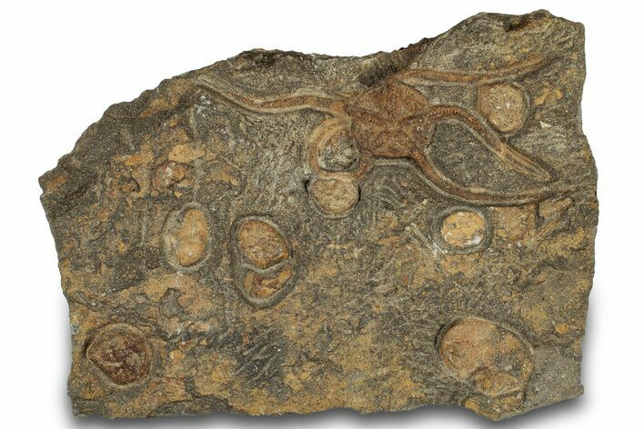 Wide Slab of Fossil Corals and Brittle Star - Morocco #306231